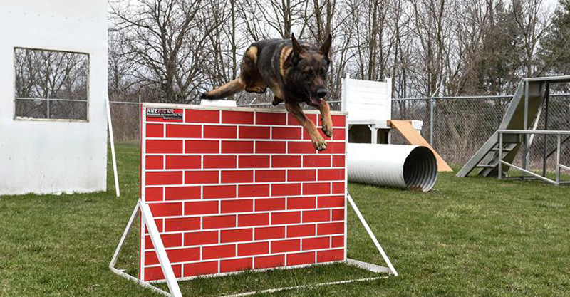 Police dog in training