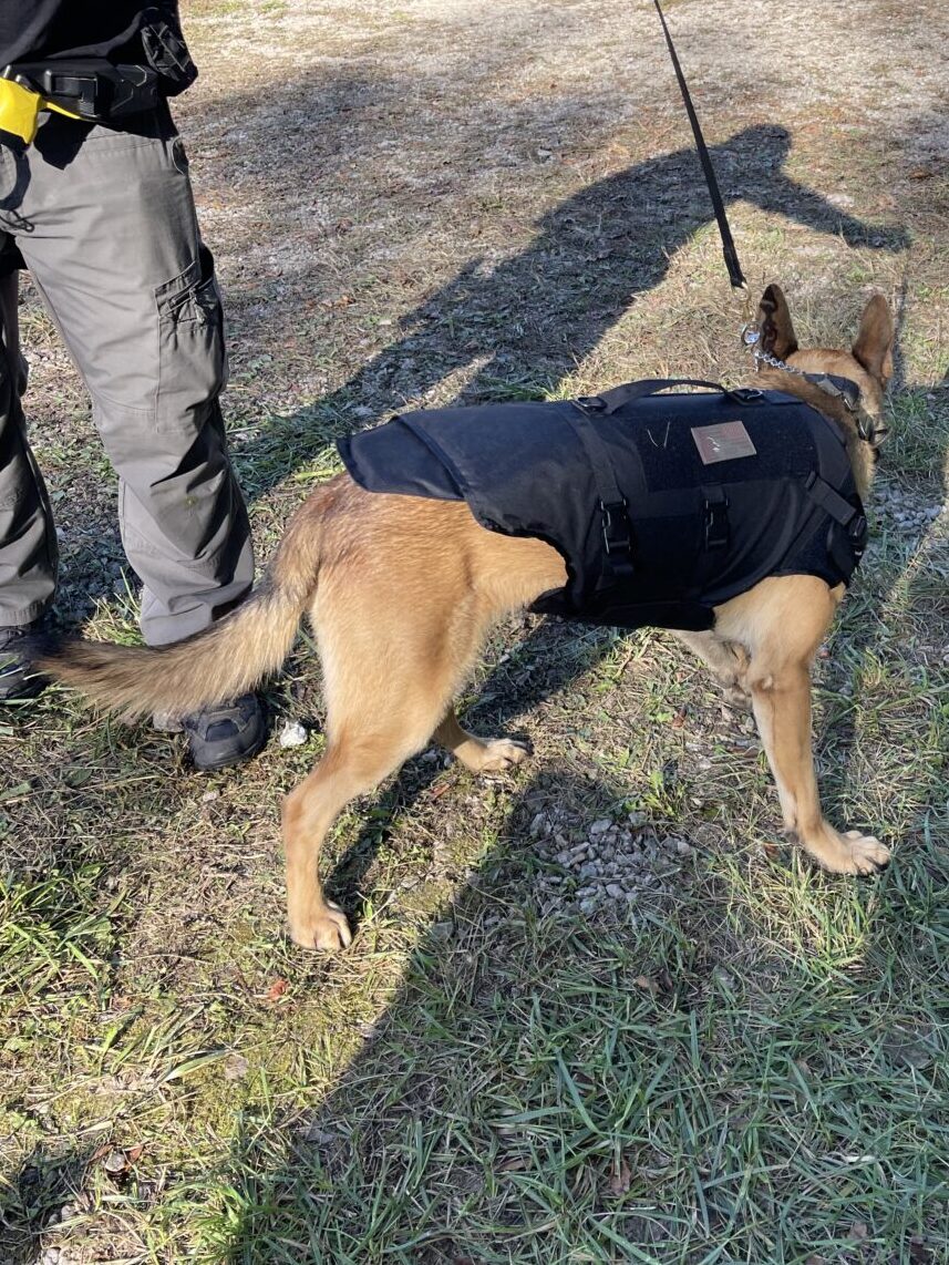 A Safariland Bark-9 canine ballistic vest on a police canine