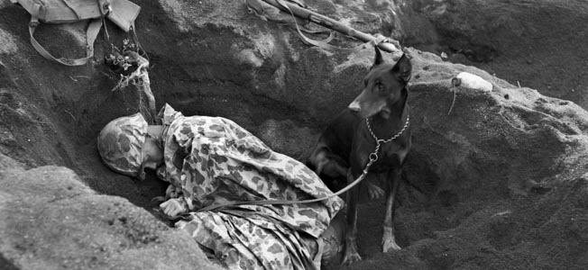 This a picture from World War 2, Doberman Pincher Butch is in a foxhole keeping watch over his hander as he get some rest