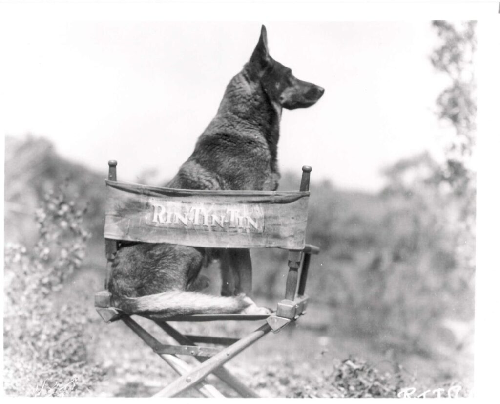 War Dogs: German Shepherd Rin Tin Tin in a directors chair on a movie set in 1925