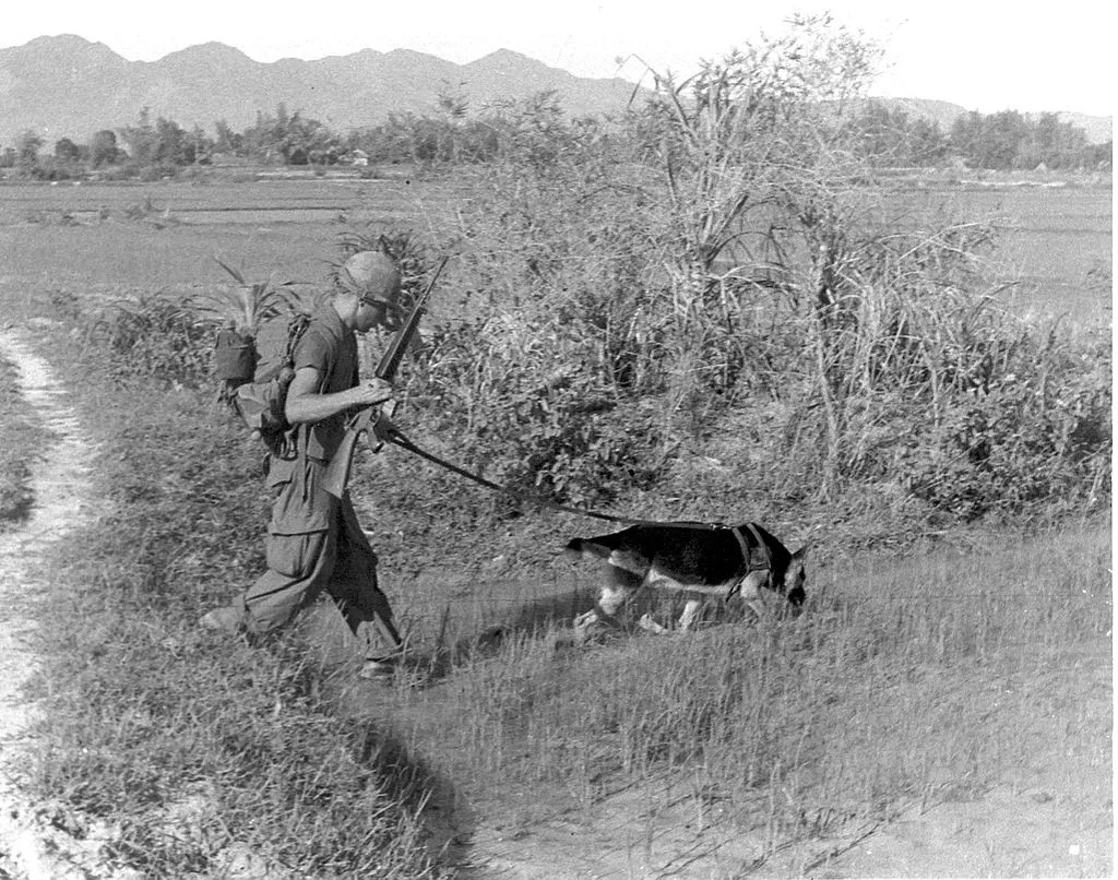 Pictured is black and white photo US Army soldier SP4 Bealock with his scout dog Chief on a leash during combat operations in Vietnam