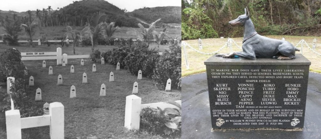 Pictured on the left is the War Dog Cemetery in Guam in 1947. On The right side is monument to the 25 War Dogs killed fighting in Guam