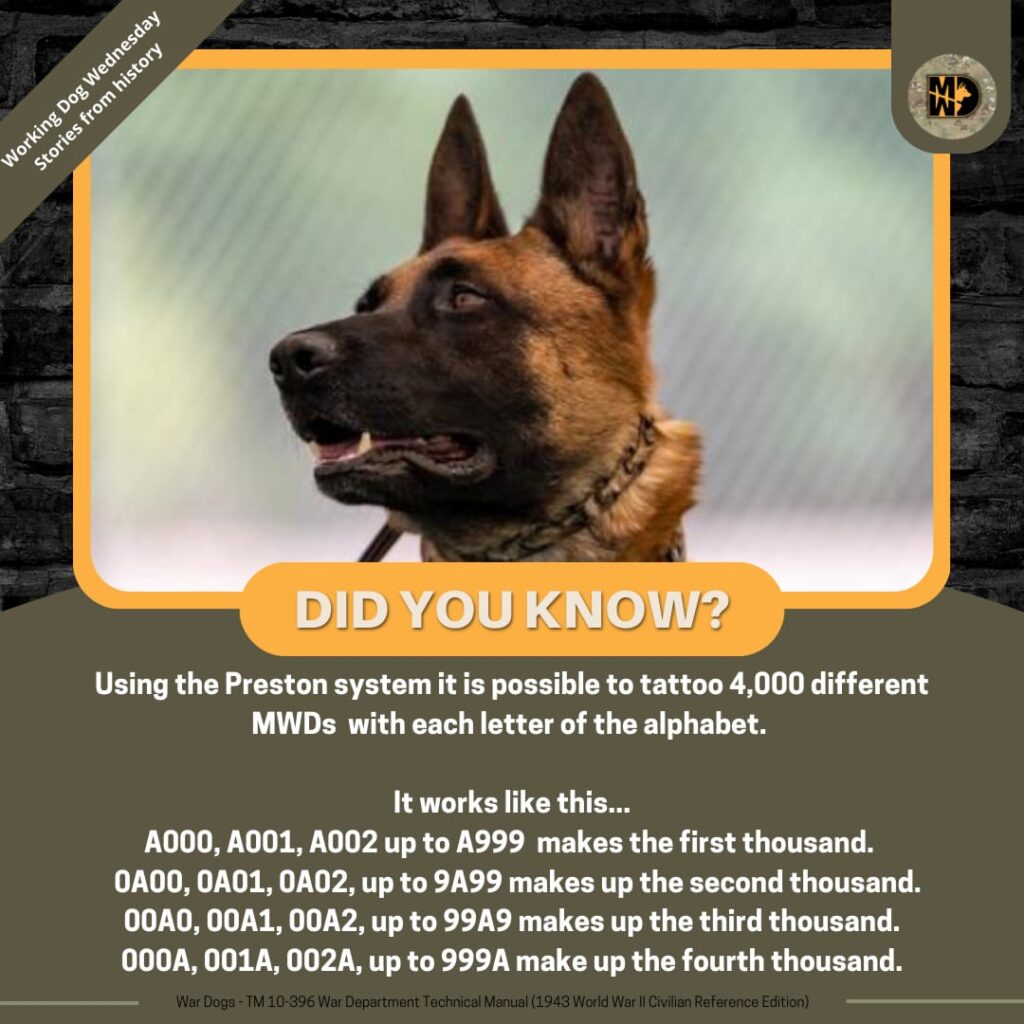 a military working dog with his tattoo in his ear, the picture also explains the Preston system for marking these K9s
