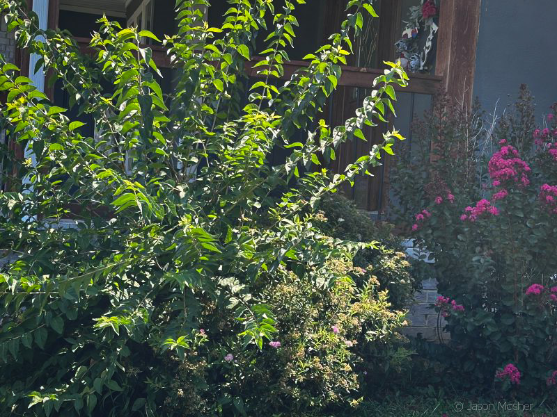 An overgrown, green bush in front of a homes front porch. 