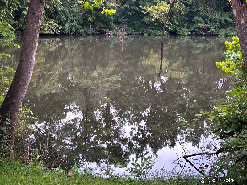 A pond with green trees and grass hanging over the edges of the water.