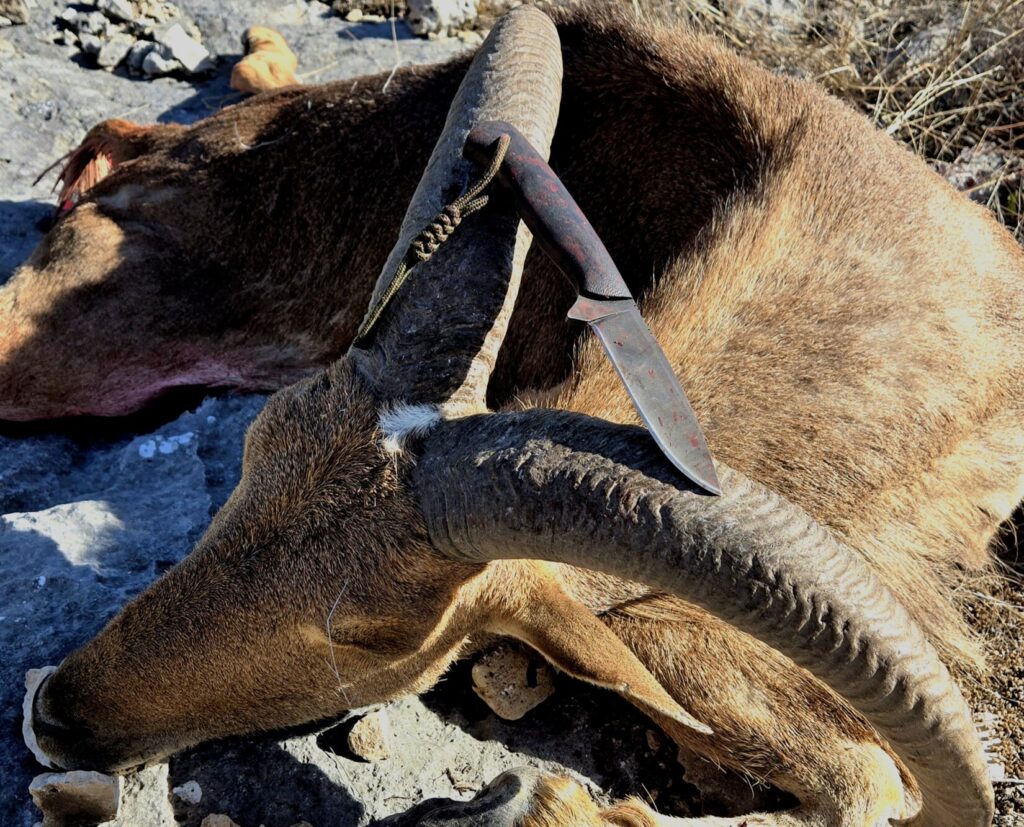 A Winkler Knives Mentor with resting on top of a Texas Aoudad sheep in the field