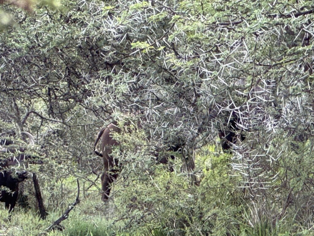 Cape Buffalo are often hunted in thick cover like this thorny thicket. If shooting is required, it will be close.
