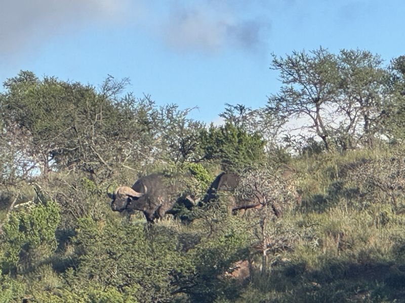 If you put in the time and dedication, dangerous game like the cape buffalo is not out of the reach of the serious handgun hunter.