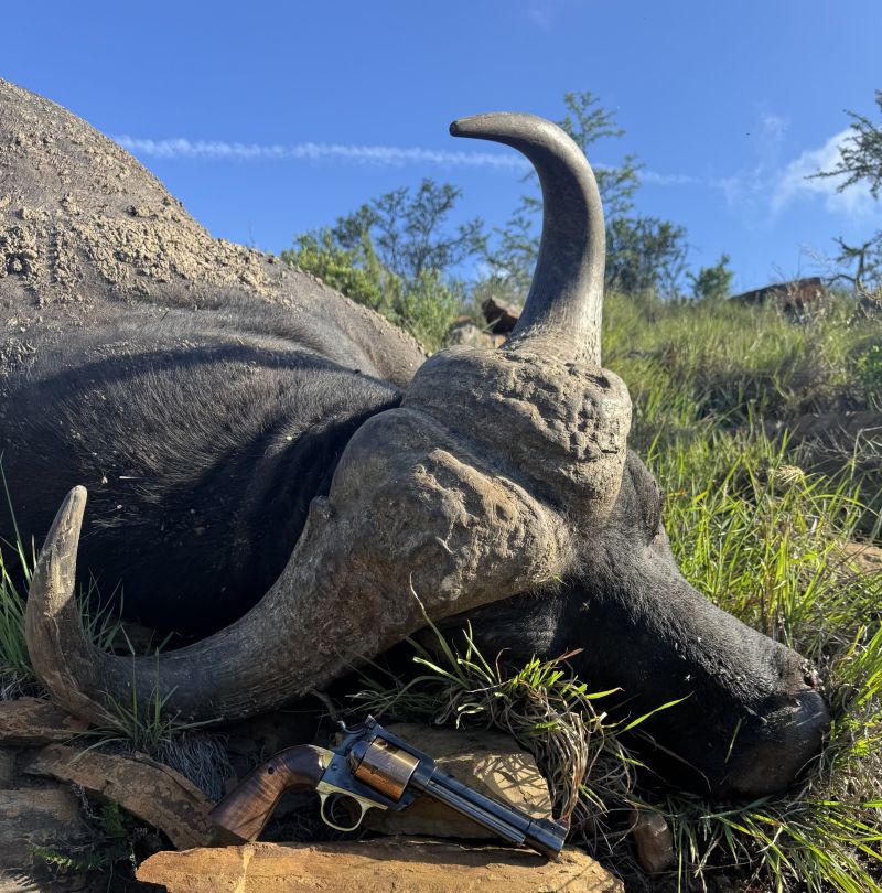 This good bull fell to the mighty .500 Linebaugh on the Buffalo Bore Game Preserve.