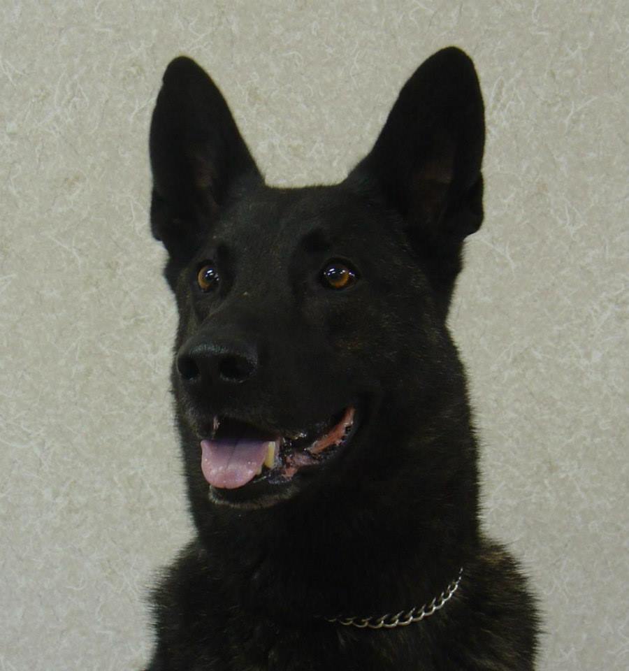 head shot of SOF K9 Rocky a Dutch Shepherd who was killed in action in 2005