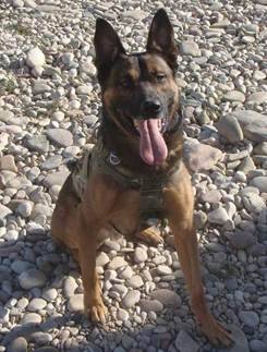 Pictures is SOF K9 Timo in his combat assault gear in Afghanistan.