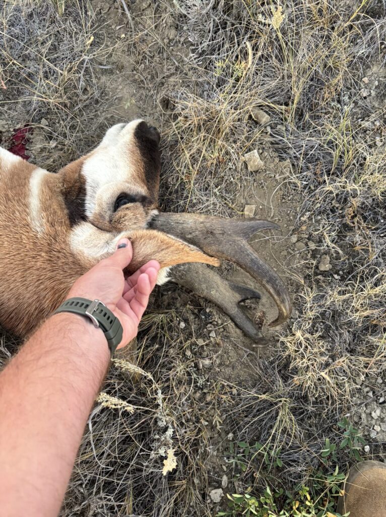 Showing ear versus horn height on an antelope.