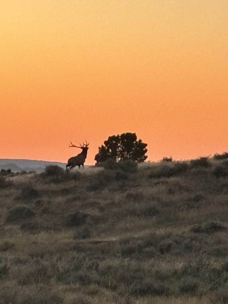 An elk on the ridge at sunset.
