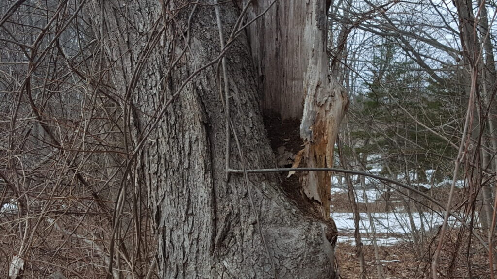 A tree in a woodland landscape with a natural hollow