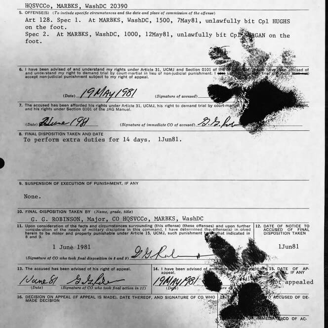 Chesty VI received two weeks additional duty in 1981 as punishment for unlawfully biting two corporals on the foot (PC Va memorial records)