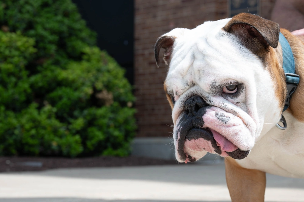 Chest XVI, current mascot of the Marine Corps, on Marine Barracks Washington D.C. (8the &I) PFC Chesty XVI is by all accounts a far more disciplined Marine than Chesty XV, the English Bulldog he relieved of duty. (USMC Photo by LCpl. David Brandes)