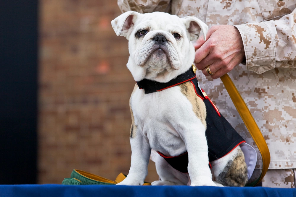 Incoming Marine Corps mascot, Private First Class Chesty XIV, sits on a table during his Eagle Globe and Anchor pinning ceremony at Marine Barracks Washington in Washington, D.C., April 8, 2013. The English bulldog has been the choice of breed for Marine mascot since the 1950s, with each being named Chesty in honor of the highly decorated late Gen. Lewis "Chesty" Puller. (U.S. Marine Corps photo by Sgt. Mallory S. VanderSchans HQMC Combat Camera/Released)