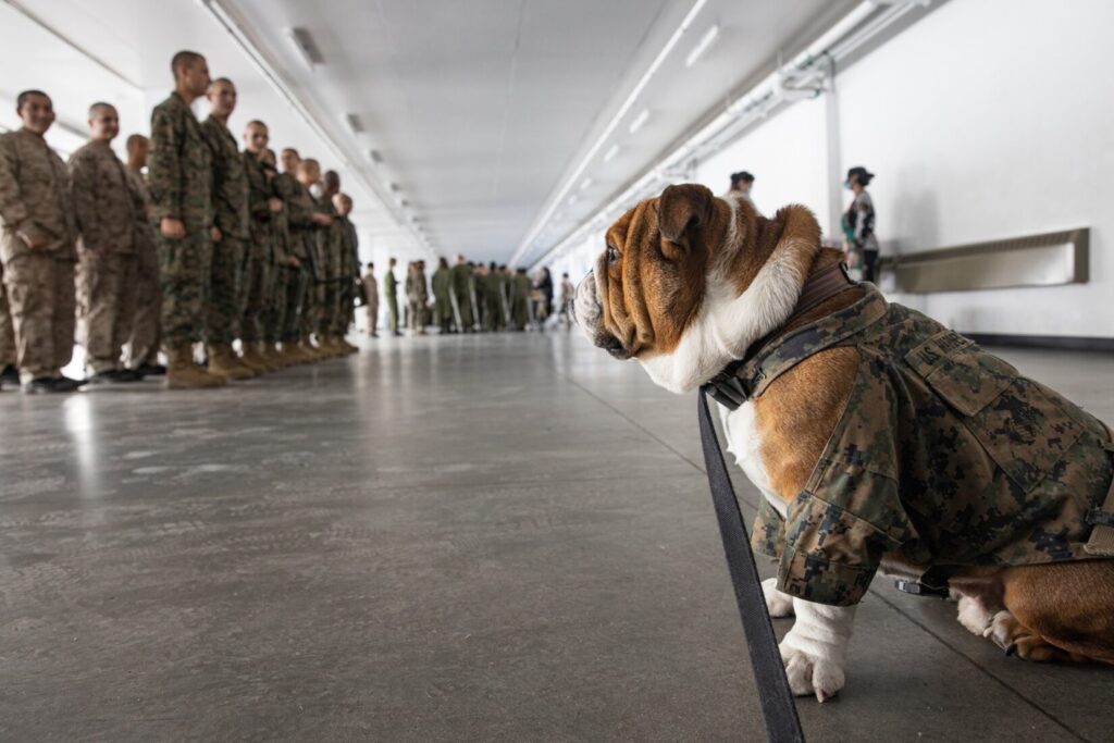 English Bulldog Marine Corps bulldog "Bruno" in woodland camo with ranks of recruits at MCRD San Diego.