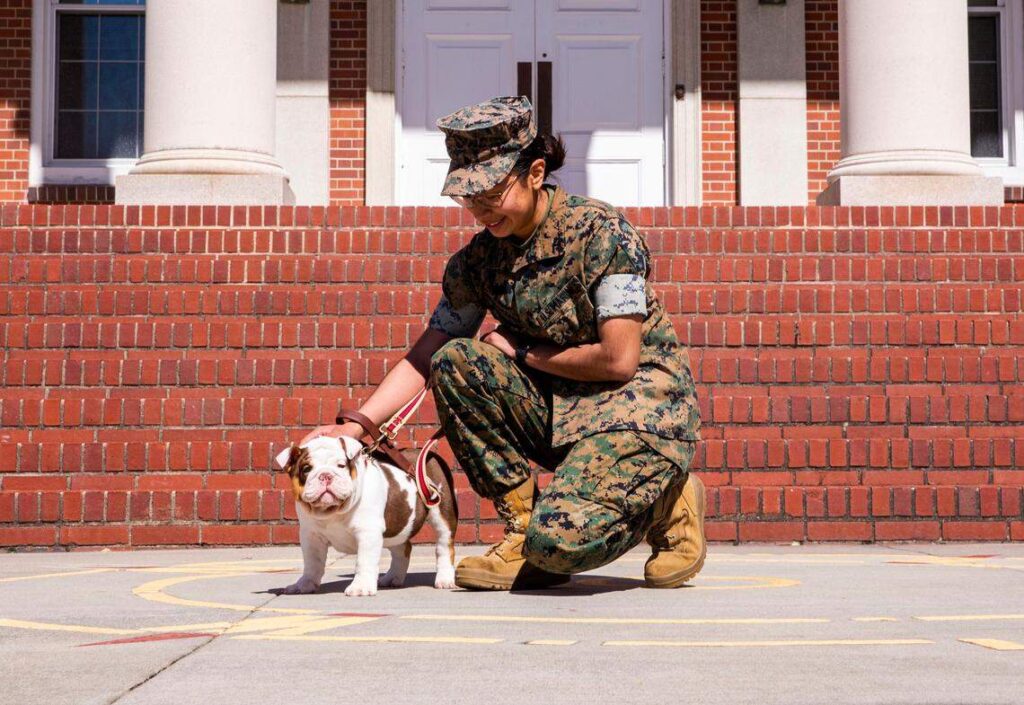 Recruit Bulldog Opha Mae II at the beginning of her enlistment, MCRD Parris Island. Opha Mae II is the Depot's 21st mascot (USMC Photo)