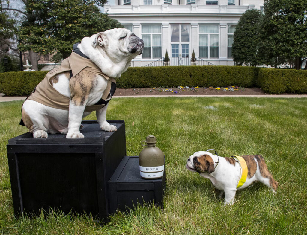 English Bulldog mascot of the US Marine Corps Chesty XIV meets his incoming replacement, a bulldog puppy named Chesty XV on the lawn of Marine Barracks Washington (8th & I).