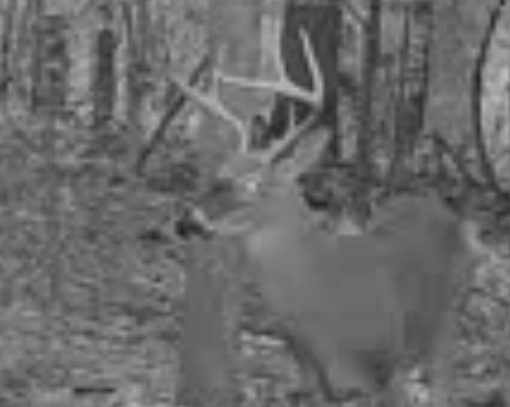 A trail camera image of an eight-point buck at night, illustrating how one photo can pull focus from other signs in the field