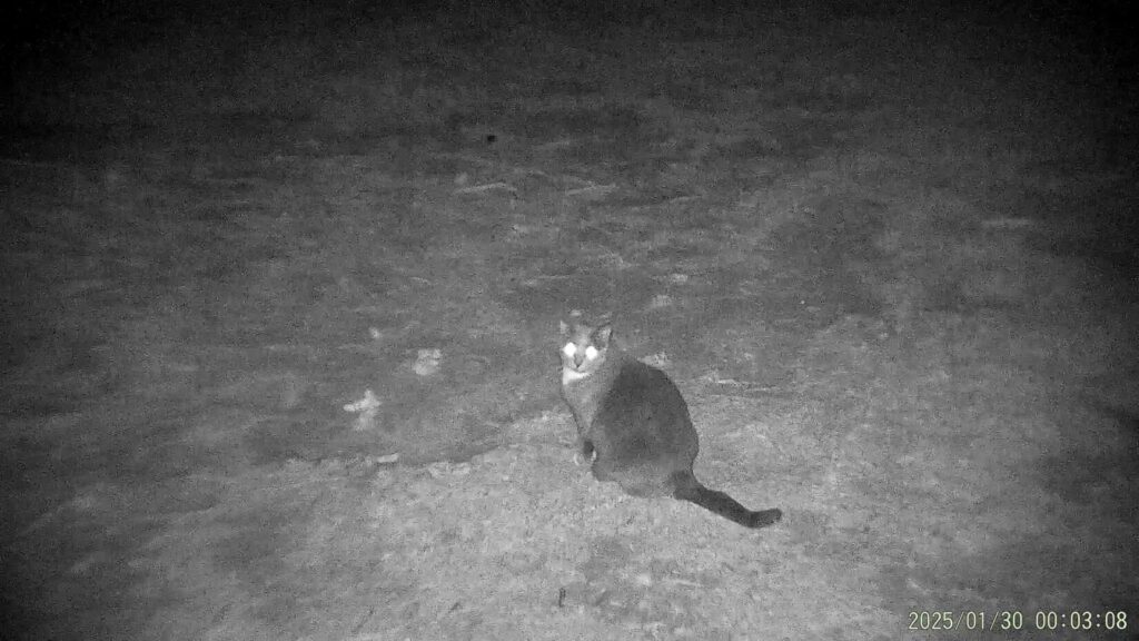 A high-contrast, black-and-white infrared image of a cat sitting in a dirt or gravel area. The cat's eyes are glowing brightly due to the "eye shine" effect from the IR light source.