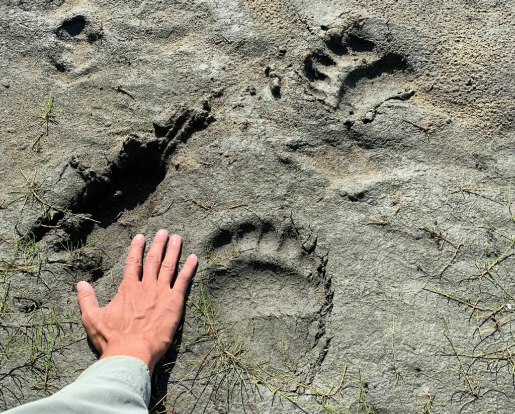 Kevin Estela's hand next to a grizzly paw print in the Kenai Peninsula